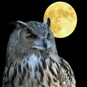 Seeing and Hearing Owls by Psychic Indigo