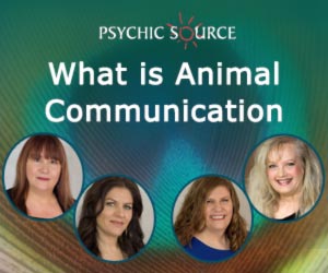 What is Animal Communication?